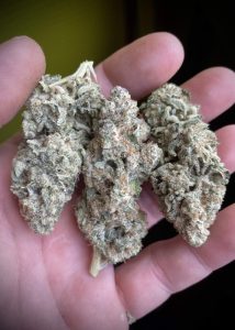 iced runtz strain