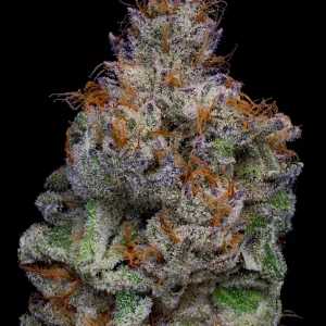 zelato strain