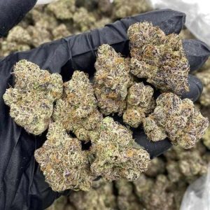 cocolato strain