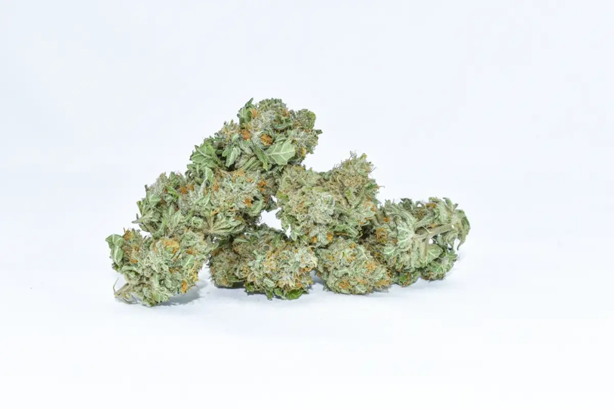 white widow strain white widow weed strain white widow weed gorilla x white widow strain white widow strain effects white widow strain seeds white widow strain review white widow strain near me