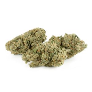 blue cheese strain blue cheese strain indica or sativa blue cheese strain effects blue cheese strain seeds frosty blue cheese strain blueberry cheesecake blue cheese strain blue cheese strain flowering time grand blue cheese strain blue cheese strain info blue cheese strain review blue cheese strain near me blue cheese strain outdoor