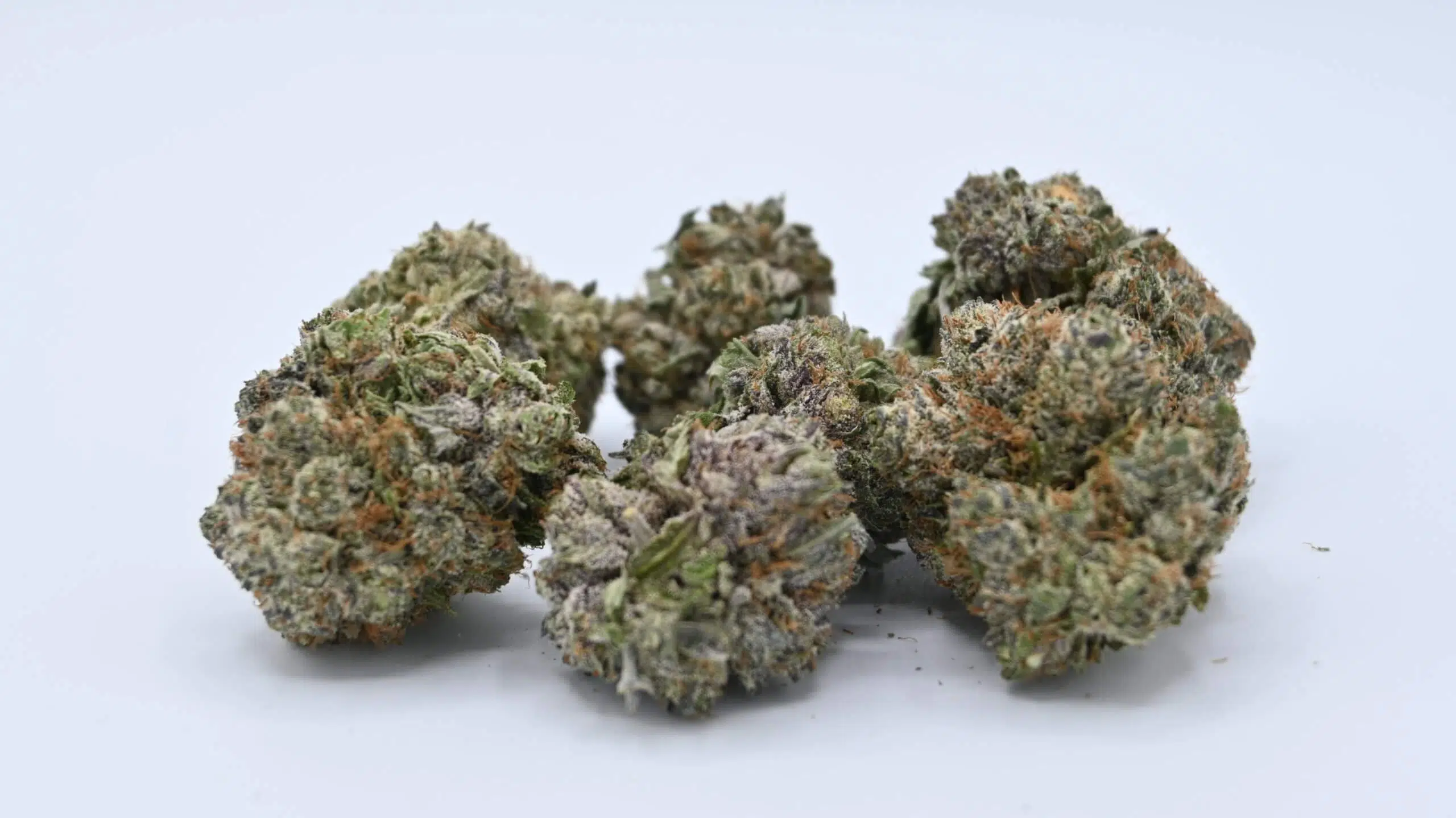 hindu kush hindu kush strain purple hindu kush strain hindu kush strain effects hindu kush strain near me