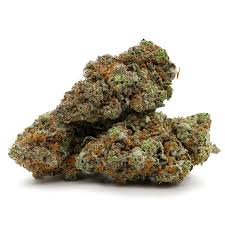 jack haze strain jack haze jack haze seeds pepper jack haze strain
