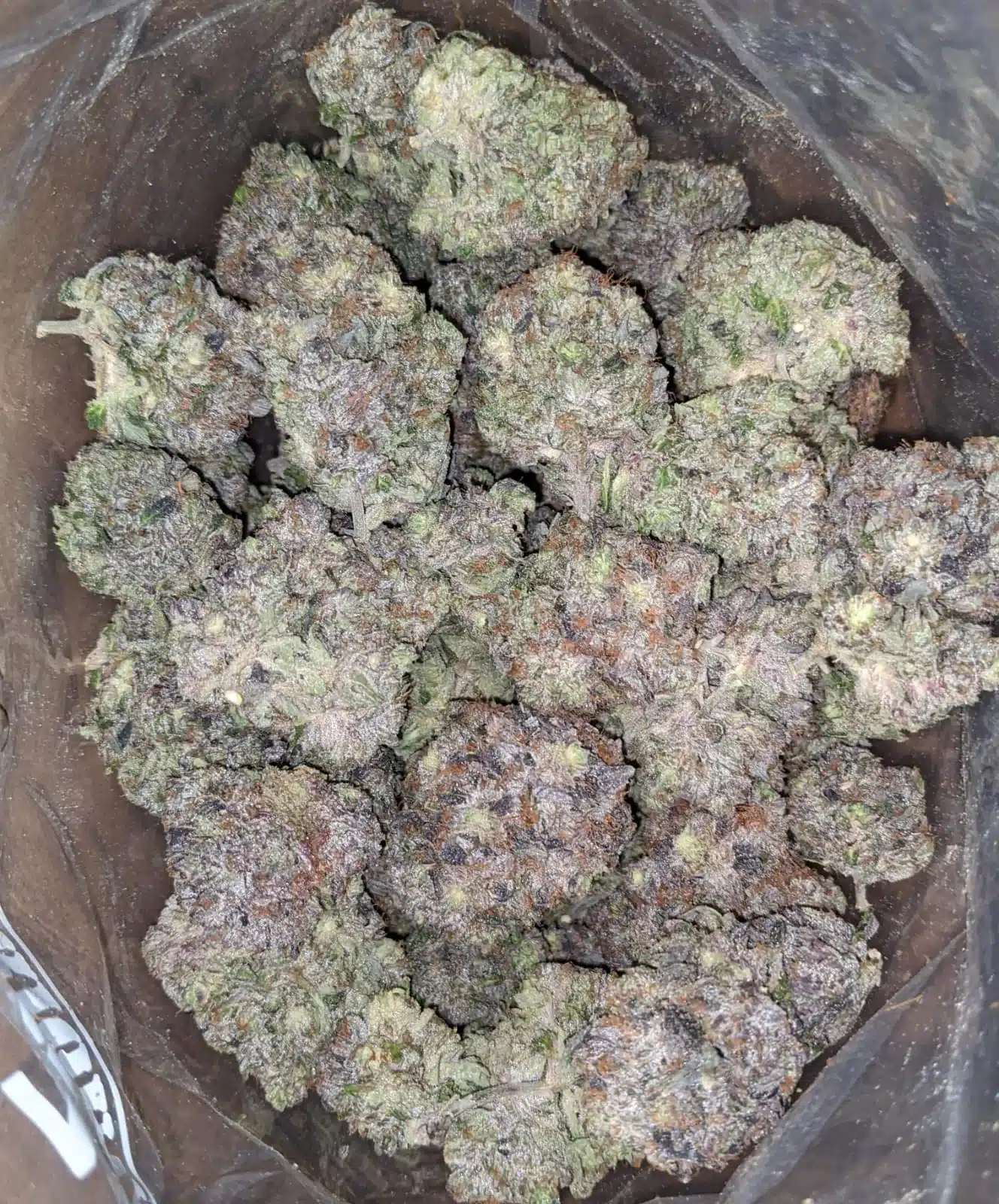 purple hindu kush strain what strain is hindu kush where can i buy hindu kush buy hindu kush feminized seeds