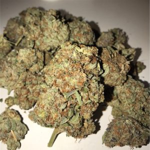 stardawg strain stardawg stardawg guava strain stardawg x northern lights stardawg weed strain