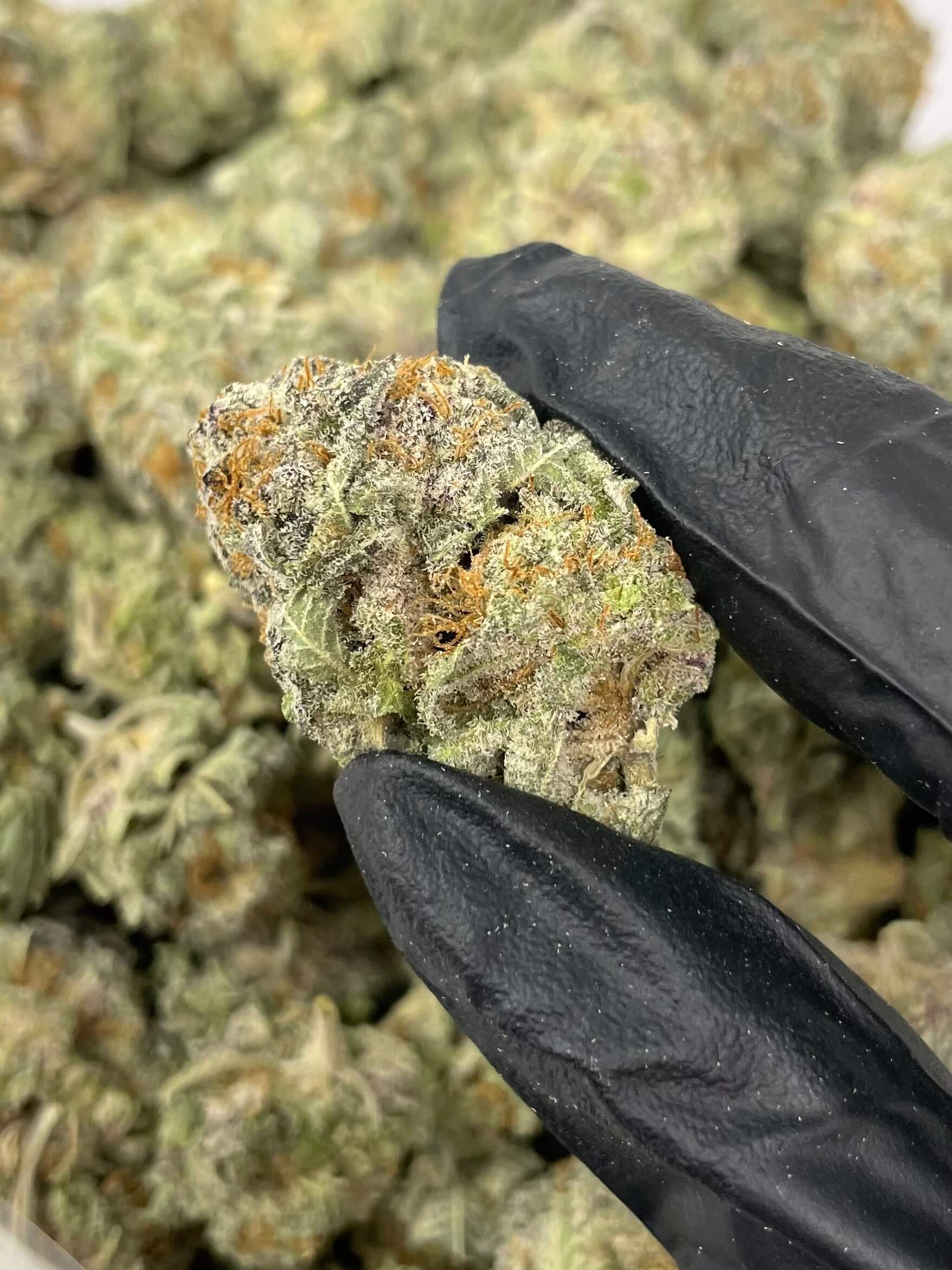uk cheese strain uk cheese strain indica or sativa uk cheese strain seeds uk cheese strain review uk cheese strain effects uk cheese strain thc buy uk cheese strain original uk cheese strain uk cheese strain wiki