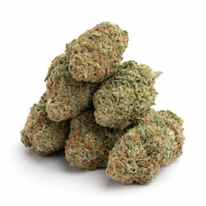 blueberry cookies strain blueberry cookies strain effects blueberry cookies strain indica or sativa london haze & blueberry cookies strain blueberry cookies strain review supersonic blueberry cookies strain blueberry cookies strain leafly blueberry cookies strain las vegas, nv blueberry cookies strain henderson, nv blueberry cookies strain raw garden blueberry cookies strain allbud outdoor blueberry cookies strain